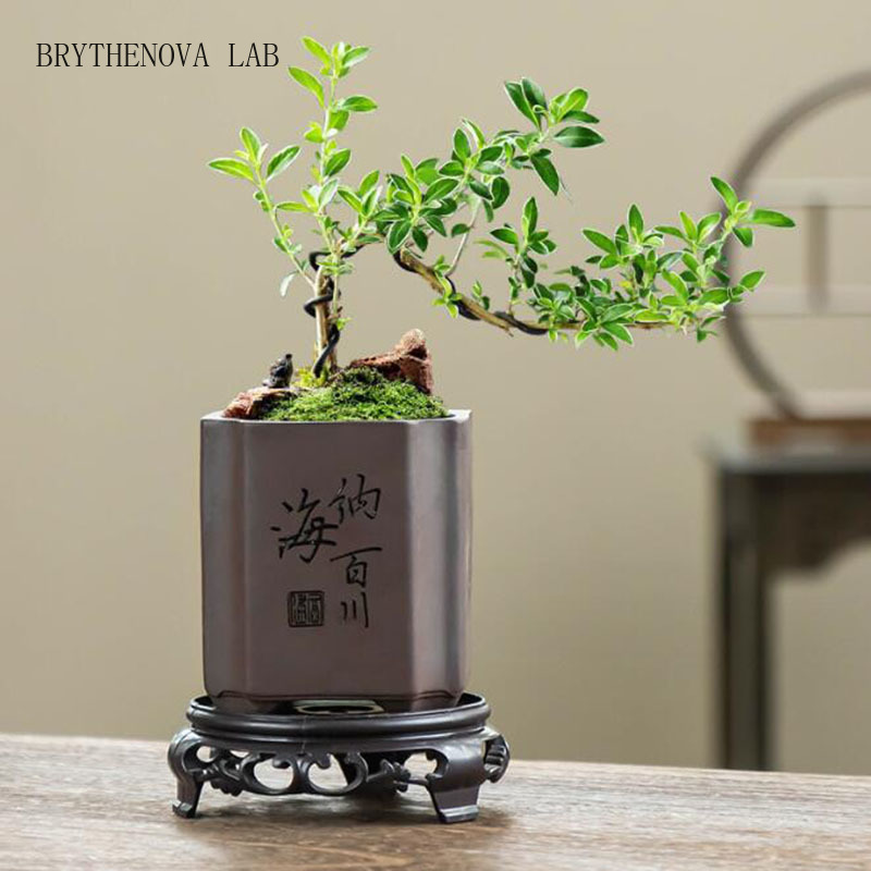 Bonsai Garden Europe - مزهرية بونساي من الطين الأرجواني على