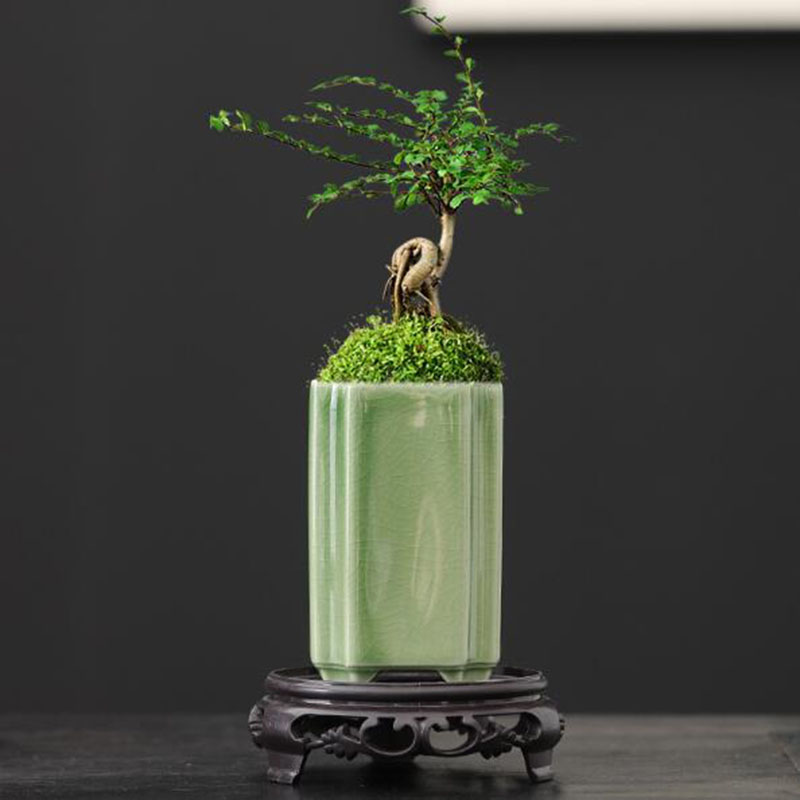 Bonsai Garden Europe - الخزف مربع سيلادون المزجج الأوركيد الزهرية