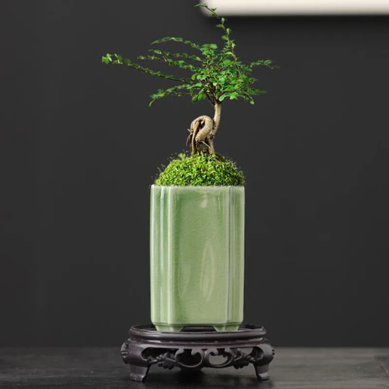 Bonsai Garden Europe - مزهرية بورسلين مربعة مزججة بلون السيلادون