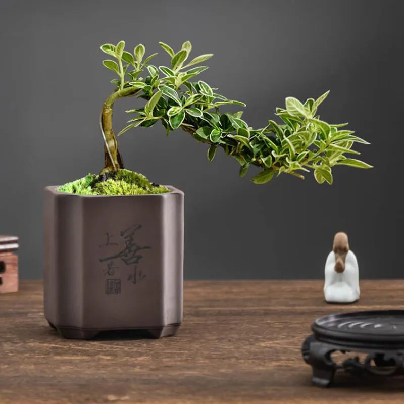 مزهرية بونساي من الطين الأرجوا - مراجعة Bonsai Garden Europe وسعره