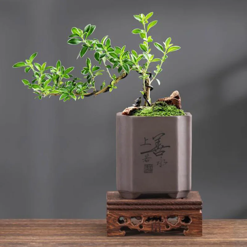 مزهرية بونساي من الطين الأرجوا - مراجعة Bonsai Garden Europe وسعره