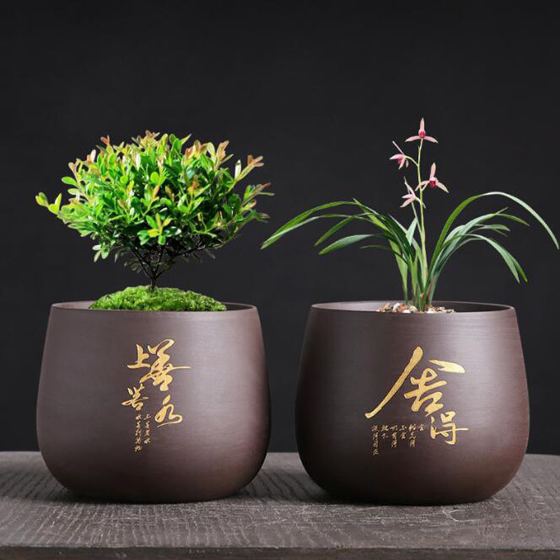 النمط الصيني الأرجواني الطين ز - مراجعة Bonsai Garden Europe وسعره