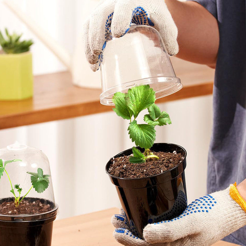 أواني الزراعة المنزلية، أصص صغ - مراجعة Bonsai Garden Nursery وسعره