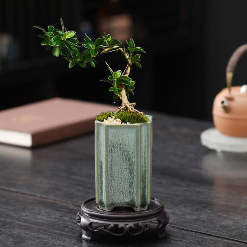 الخزف مربع سيلادون المزجج الأو - مراجعة Bonsai Garden Europe وسعره