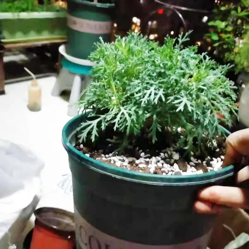 1L/2L Perlite بيليه تكوين المغ - مراجعة Bonsai Garden Nursery وسعره