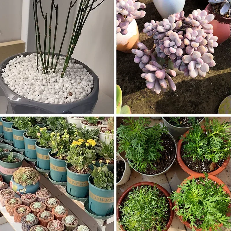1L/2L Perlite بيليه تكوين المغ - مراجعة Bonsai Garden Nursery وسعره