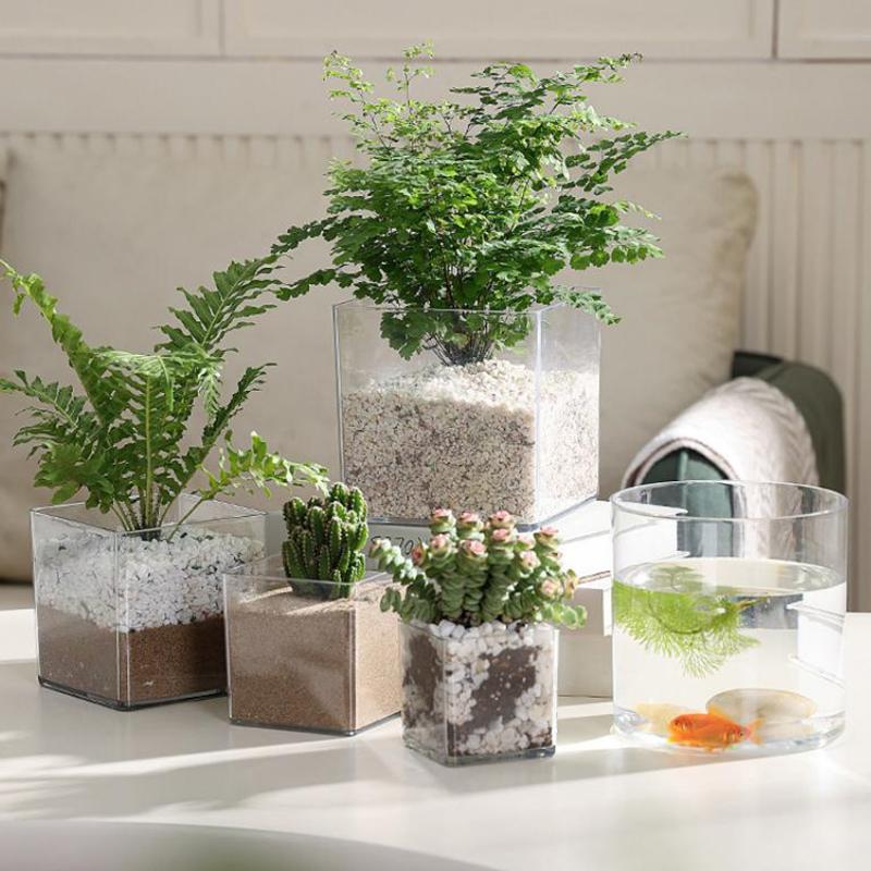 أواني نباتات أكريليك شفافة مرب - مراجعة Bonsai Garden Nursery وسعره